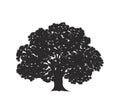 Oak tree logo. Isolated oak tree on white background